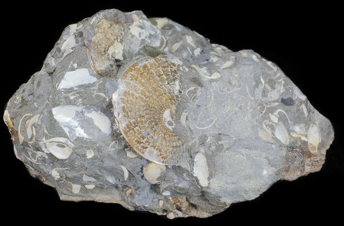 Sphenodiscus Ammonite Cluster- South Dakota #60233